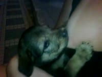Dog biting the nipples of beastie gal